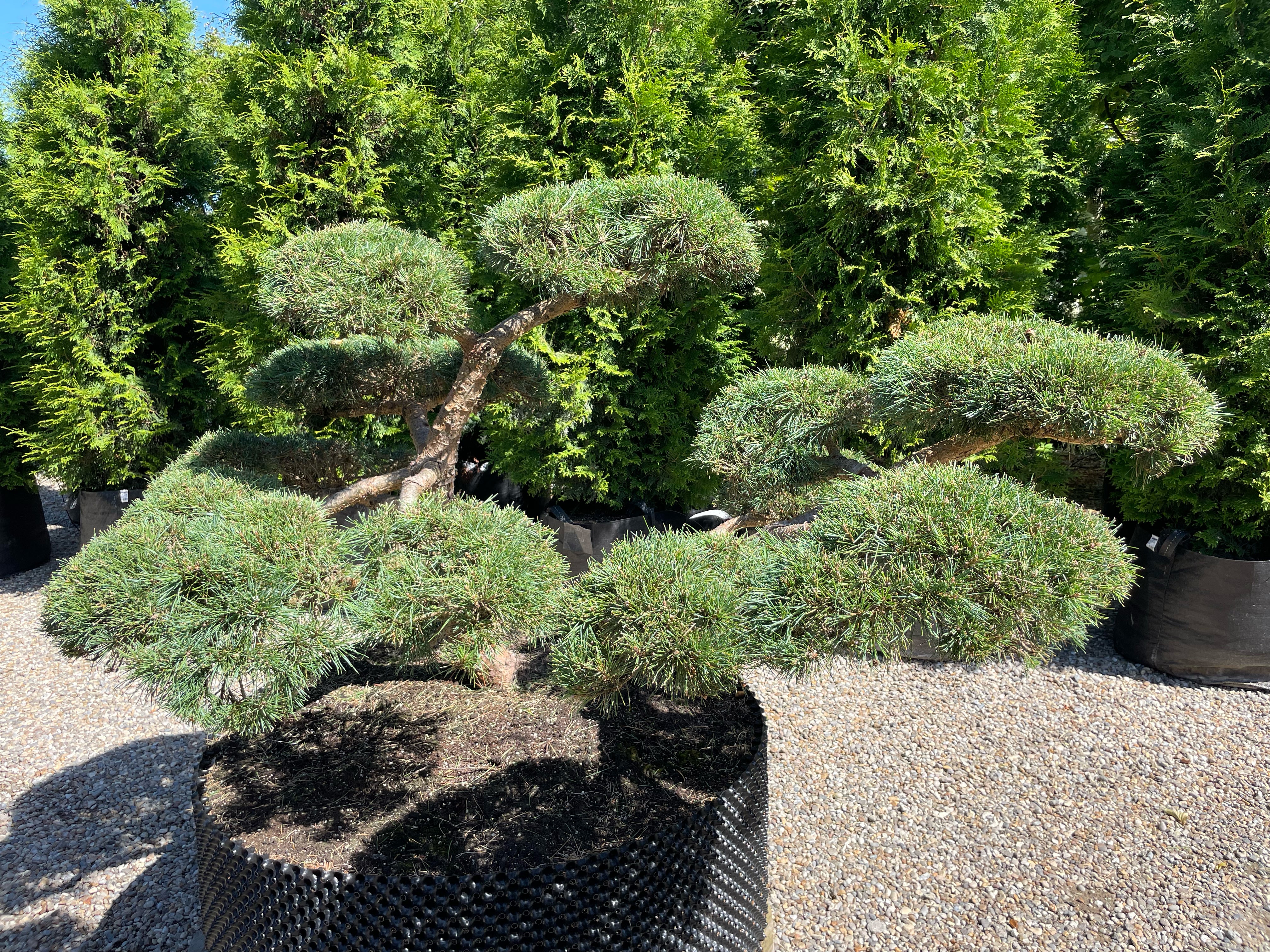 Pinus sylvestris 'Repens' bonsai i sommersæsonen med tætte puder af korte, blågrønne nåle, hvor den rillede, karakterfulde stamme danner et råt og naturligt centrum.