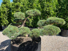Pinus sylvestris 'Repens' bonsai i sommersæsonen med tætte puder af korte, blågrønne nåle, hvor den rillede, karakterfulde stamme danner et råt og naturligt centrum.