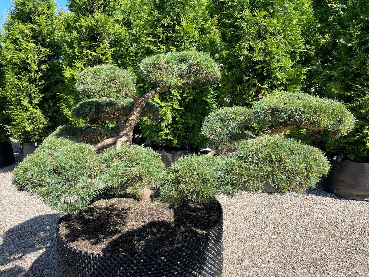 Pinus sylvestris 'Repens' bonsai i sommersæsonen med tætte puder af korte, blågrønne nåle, hvor den rillede, karakterfulde stamme danner et råt og naturligt centrum.