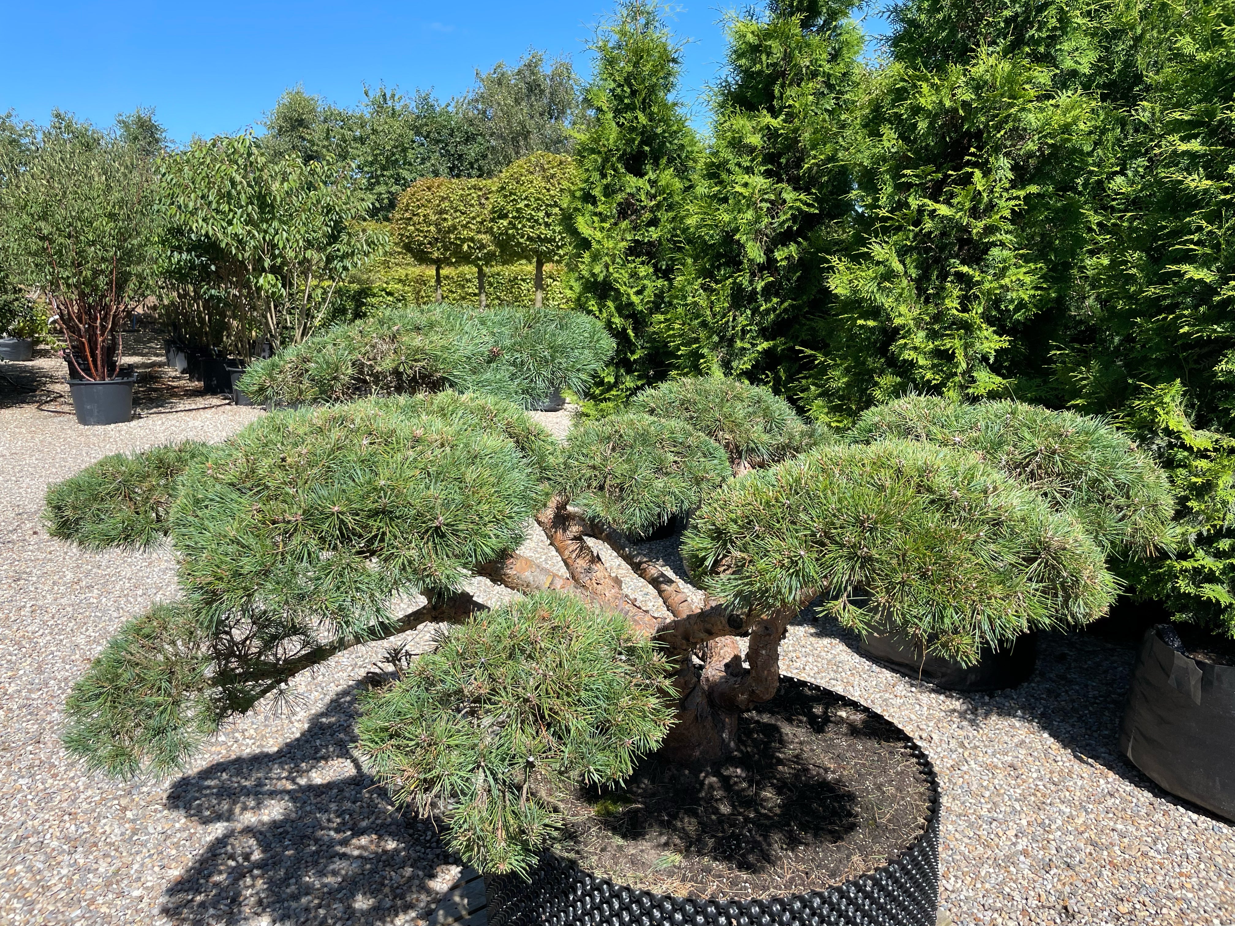 En stedsegrøn Pinus sylvestris 'Repens' bonsai, hvor de tætte, mørkegrønne nålepuder står i flot, mørk kontrast til træets furede og rødbrune stamme.