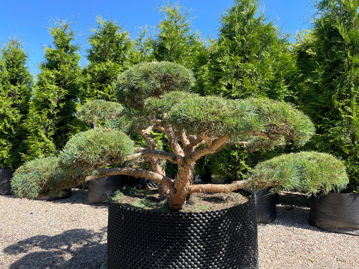 Pinus sylvestris 'Repens' bonsai med tætte, blågrøne puder af korte, parvise nåle, hvor den rillede, karakterfulde stamme danner et råt og naturligt centrum.