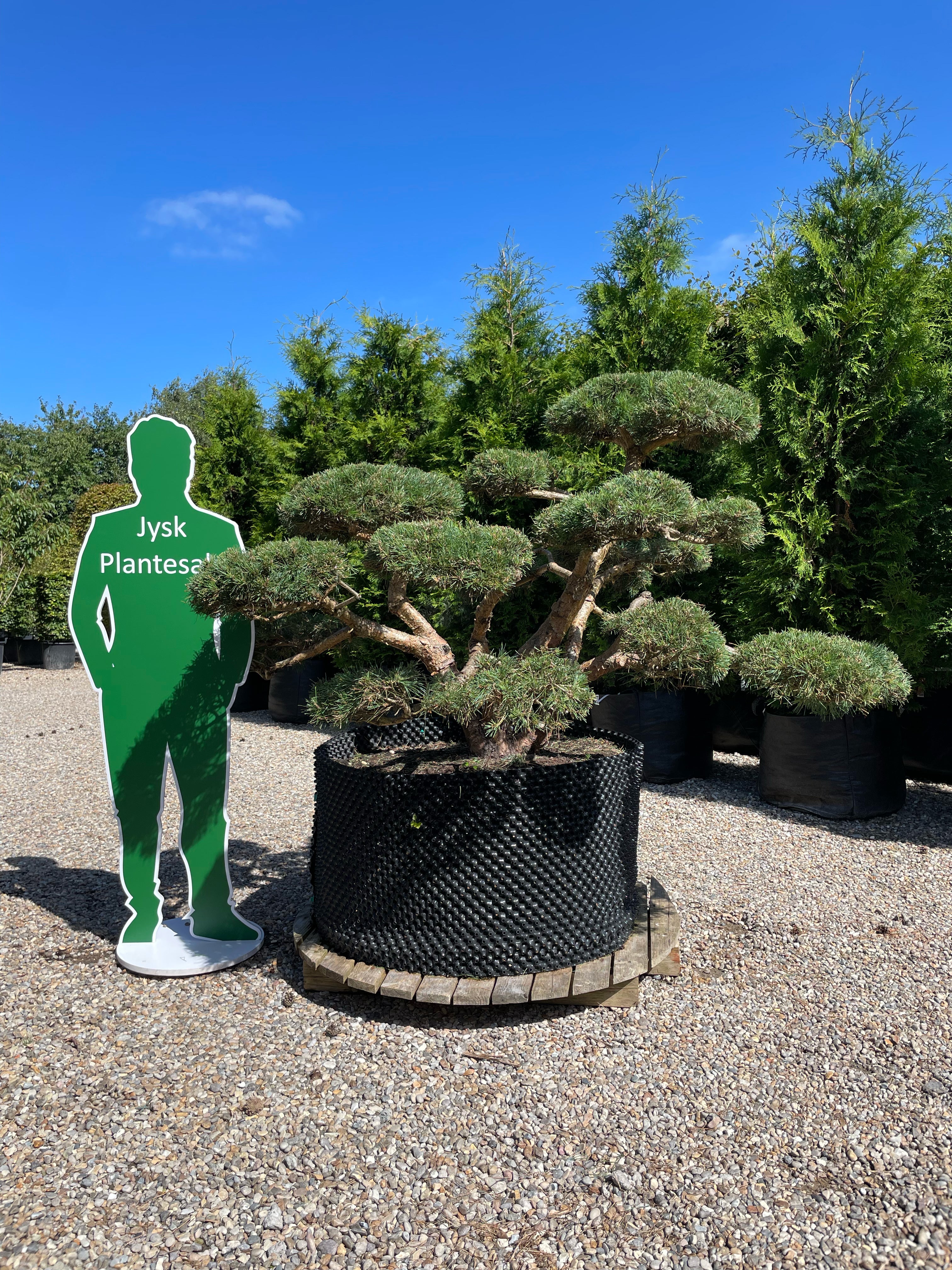En Pinus sylvestris 'Repens' bonsai med veldefinerede, tætte puder af korte, blågrønne nåle, hvor den rillede, karakterfulde stamme danner et råt og naturligt centrum.