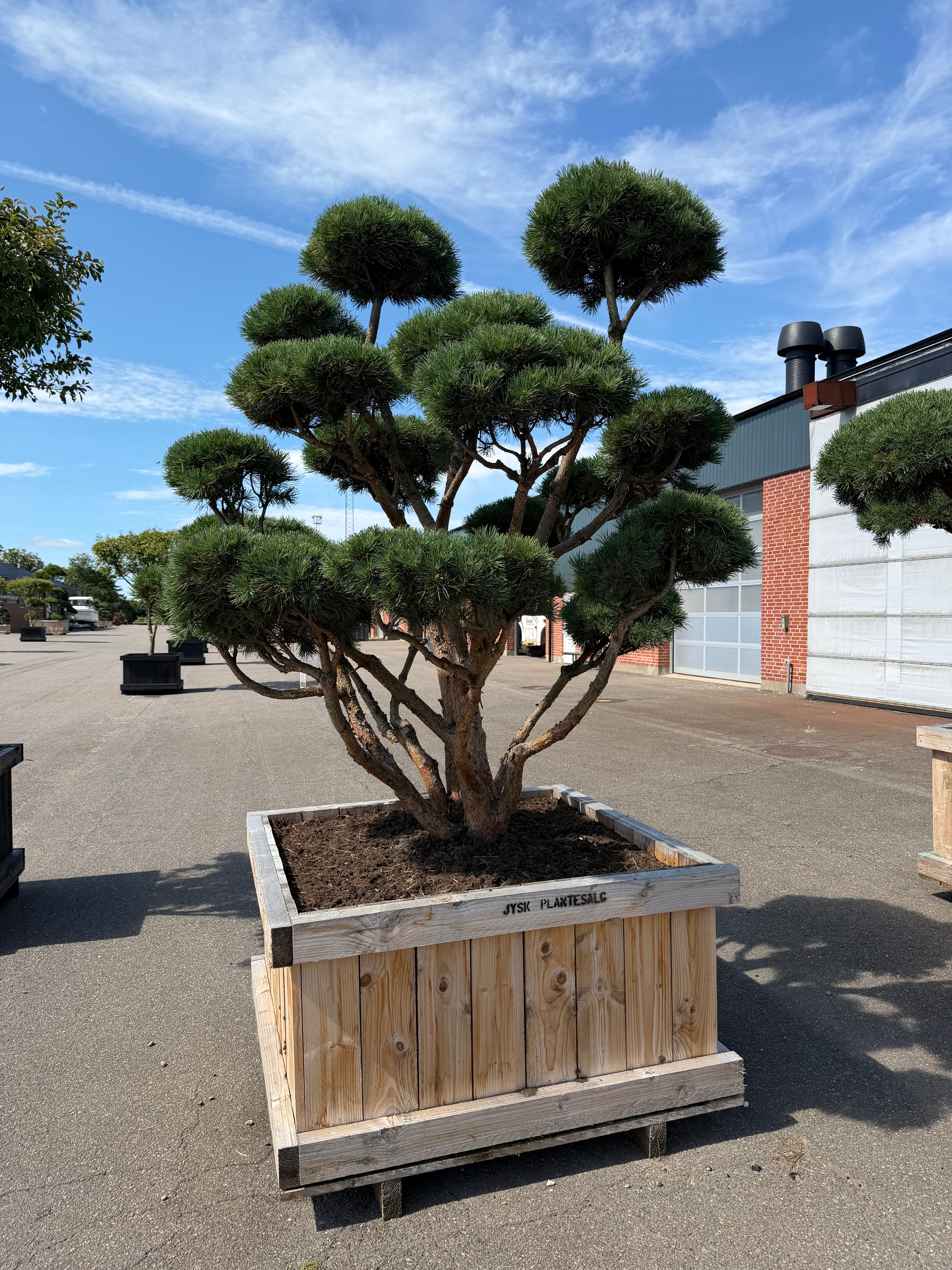 Pinus sylvestris 'Watereri' med asymmetrisk vækst og blålige fyrrenåle.