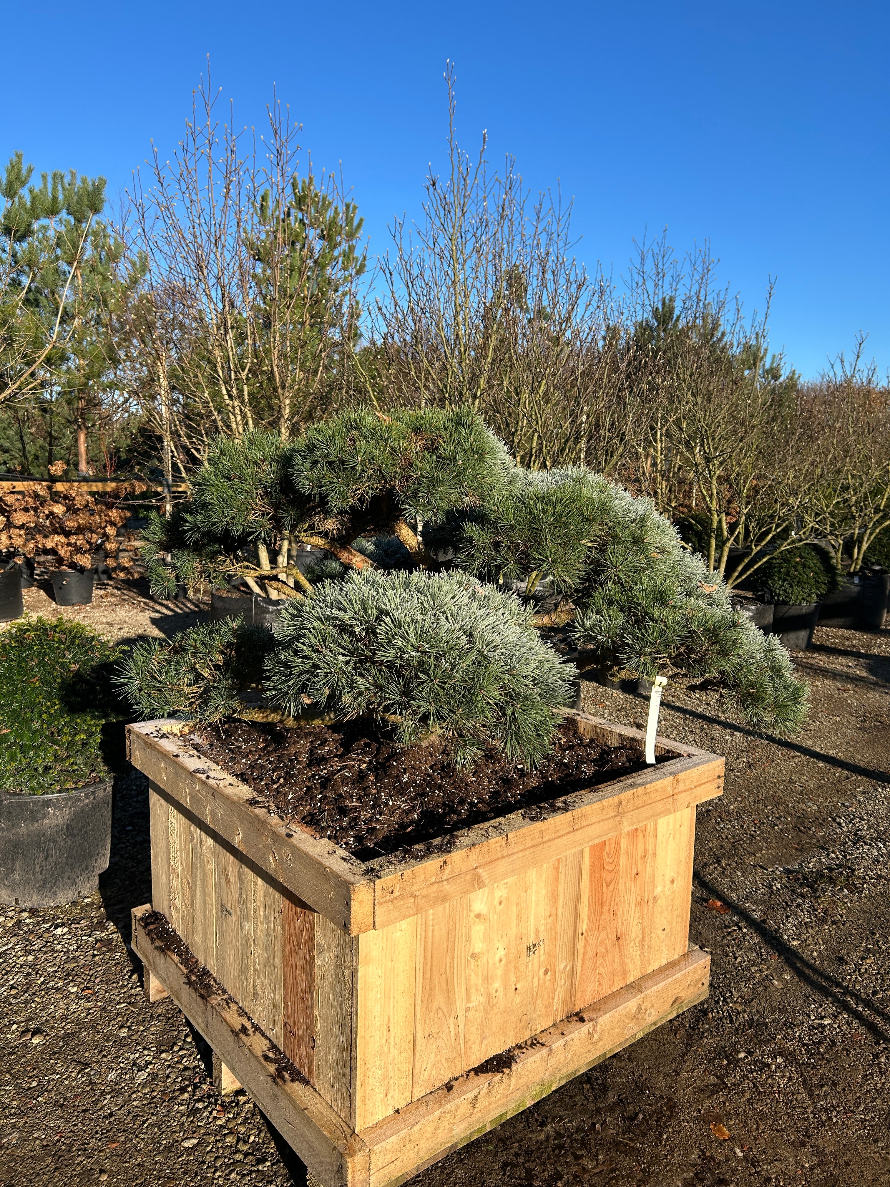 Formklippet Watereri dværg-skovfyr som havebonsai med krogede, bare grene og tætte, skyformede blågrå nålepuder.