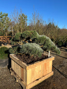 Formklippet Watereri dværg-skovfyr som havebonsai med krogede, bare grene og tætte, skyformede blågrå nålepuder.