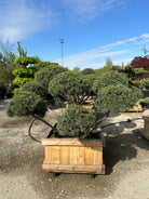 En eksklusiv havebonsai af en 'Watereri' dværgskovfyr. Flere krogede, opstammede grene forgrener sig fra bunden og bærer tætte, vandrette og skyformede nålepuder i etager. De stive nåle har en markant blågrå farve, der komplementerer den rødbrune bark.