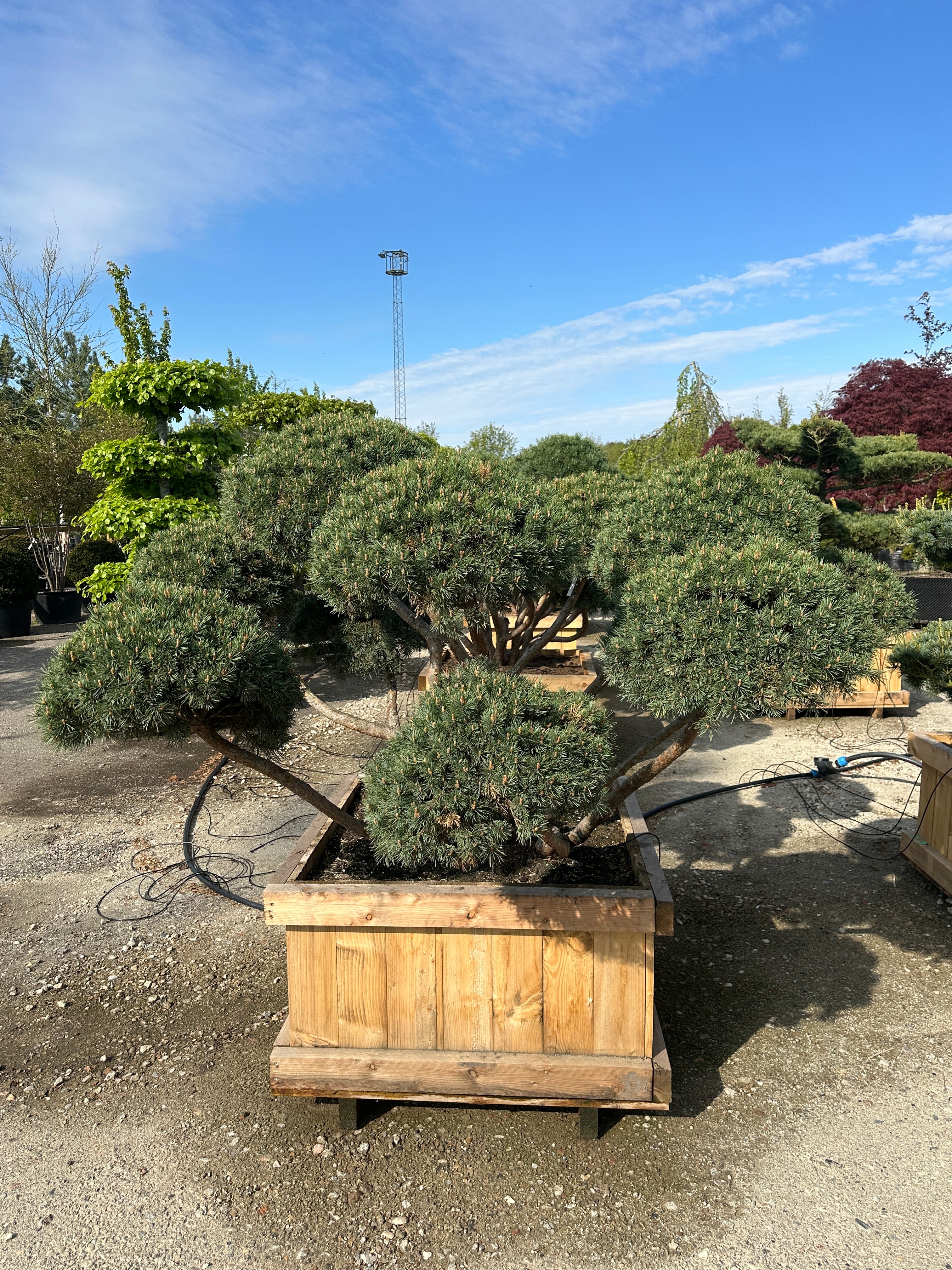 En eksklusiv havebonsai af en 'Watereri' dværgskovfyr. Flere krogede, opstammede grene forgrener sig fra bunden og bærer tætte, vandrette og skyformede nålepuder i etager. De stive nåle har en markant blågrå farve, der komplementerer den rødbrune bark.