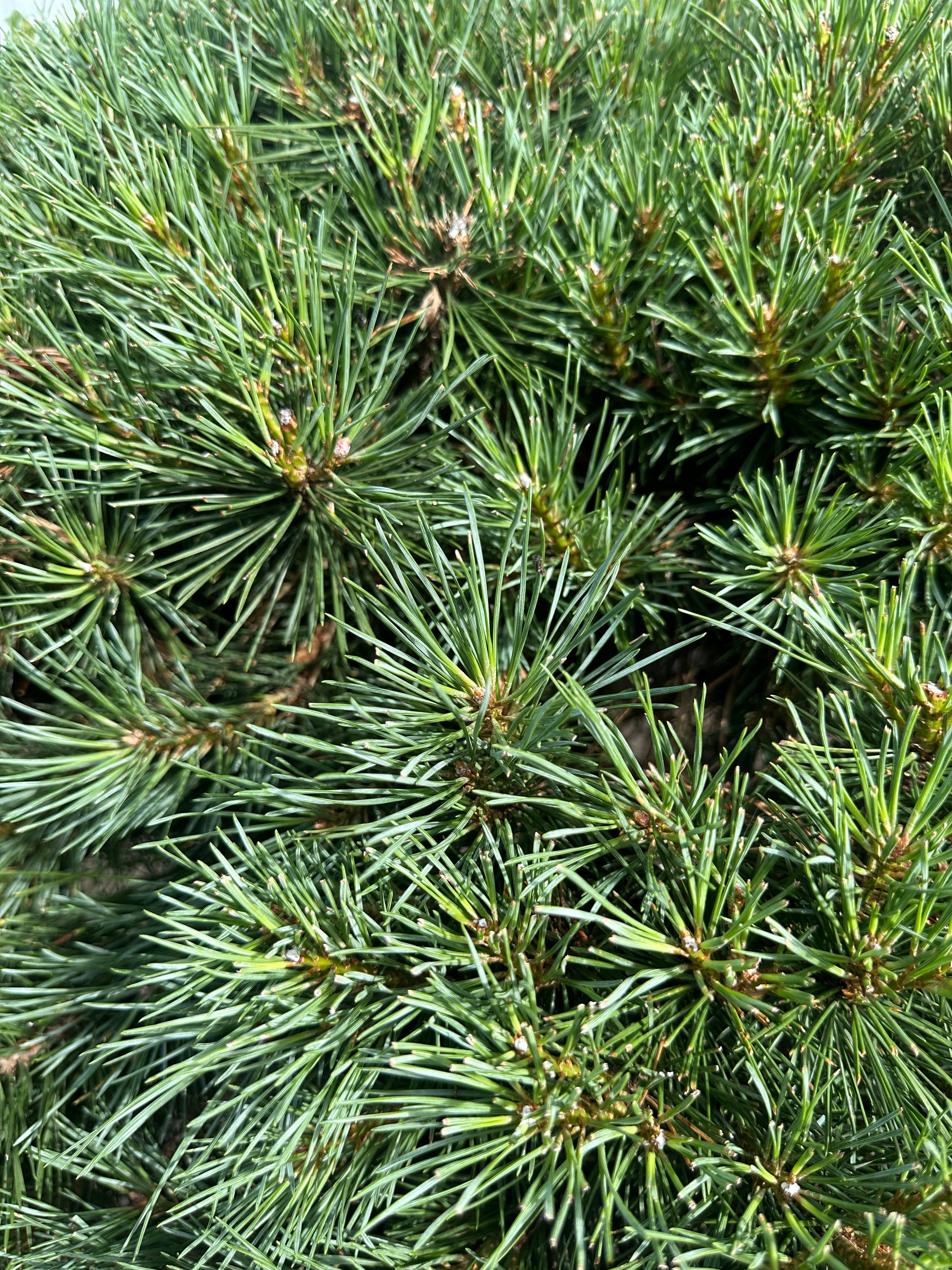 Tæt på de tætte, blågrå og stive nåle i den brede krone på en Pinus sylvestris Watereri.