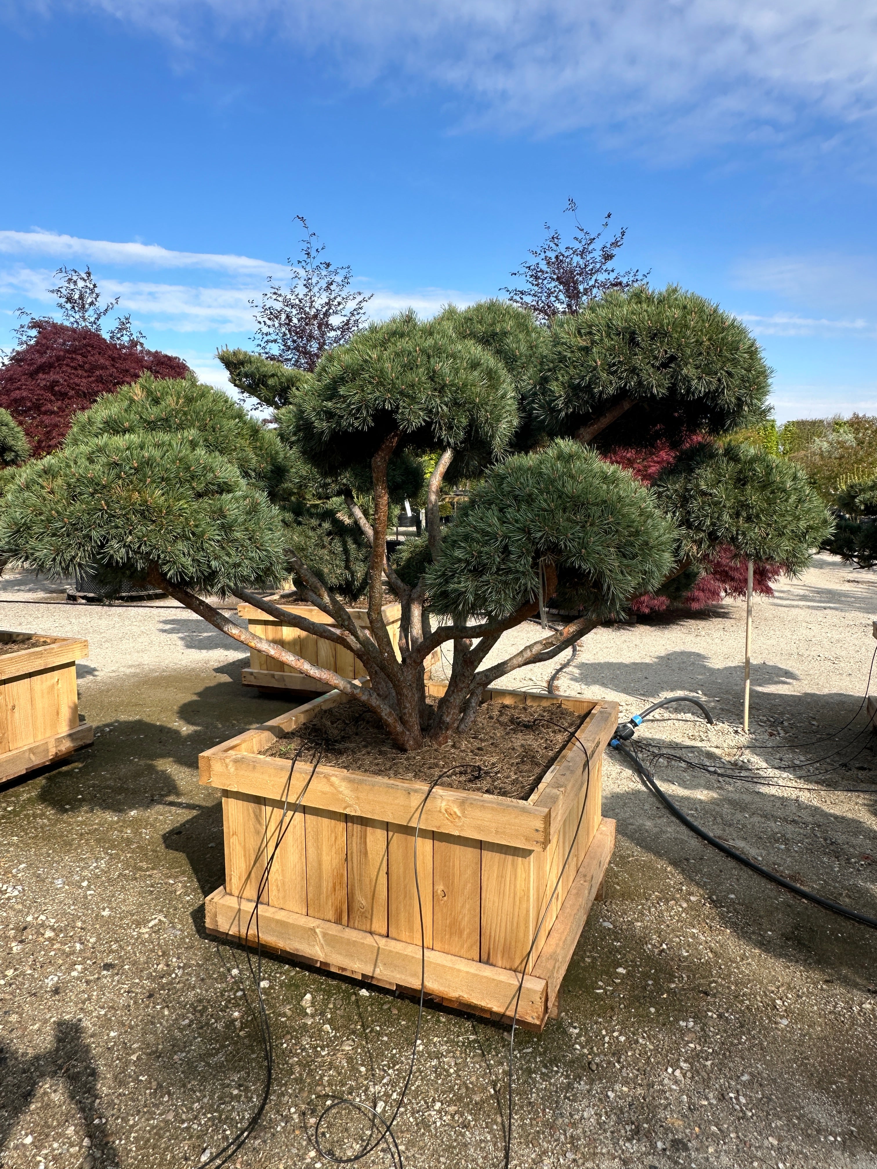 Eksklusiv skovfyr formet som havebonsai med en kroget stamme og fritlagte grene der bærer tætte blågrå nålepuder.