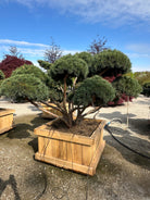 Eksklusiv skovfyr formet som havebonsai med en kroget stamme og fritlagte grene der bærer tætte blågrå nålepuder.