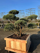 Skulpturel bonsai med mange foregreninger og smukke bark, her på billedet er en Dværg skovfyr, Pinus sylvestris Watereri