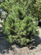 Tæt og robust fransk bjergfyr - Pinus uncinata med en kompakt, busket vækstform.