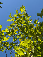 Opstammet Platanus hispanica platan med en høj, bar stamme og en tæt, naturligt afrundet krone af store grønne blade.