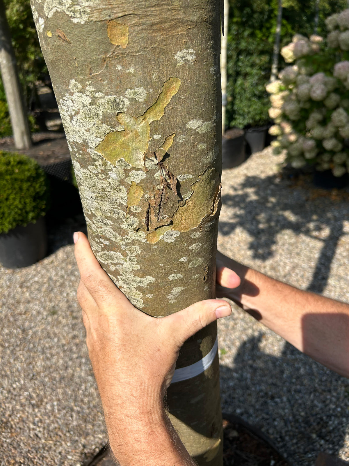 Den kraftige stamme på en knoldeklippet platan, hvor barken skaller af i uregelmæssige flager og danner et særpræget camouflage-mønster i nuancer af grå, olivengrøn og cremegul.