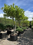 tort og skulpturelt multistammet platantræ, Platanus hispanica, med en bred krone af friske grønne blade.