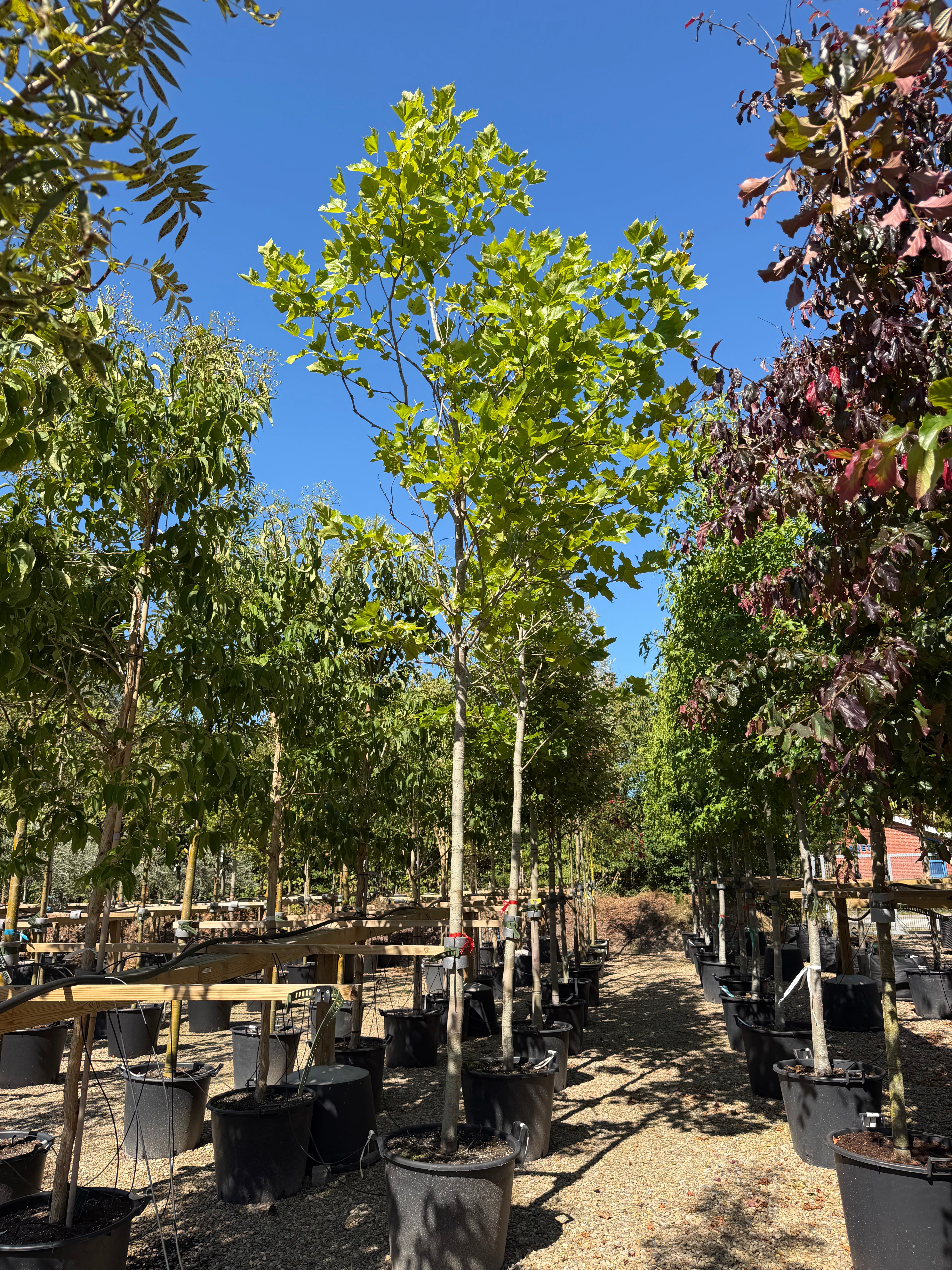 Opstammet Platanus hispanica platan med en høj, bar stamme og en tæt, naturligt afrundet krone af store grønne blade.