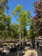 Opstammet Platanus hispanica platan med en høj, bar stamme og en tæt, naturligt afrundet krone af store grønne blade.