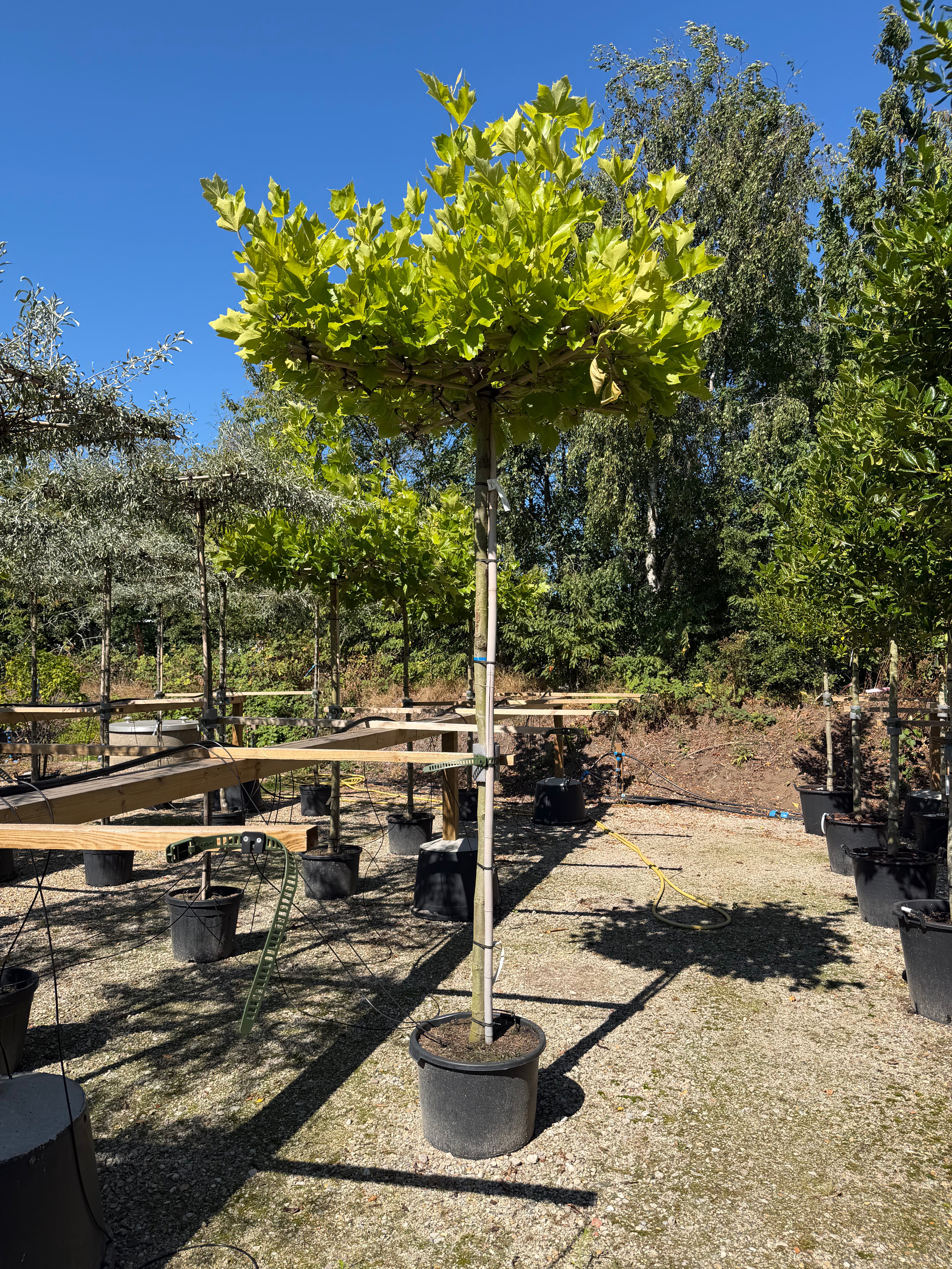 Tagklippet Platanus hispanica platan med vandret formklippet krone og store, grønne ahornagtige blade på et fladt bambusstativ.