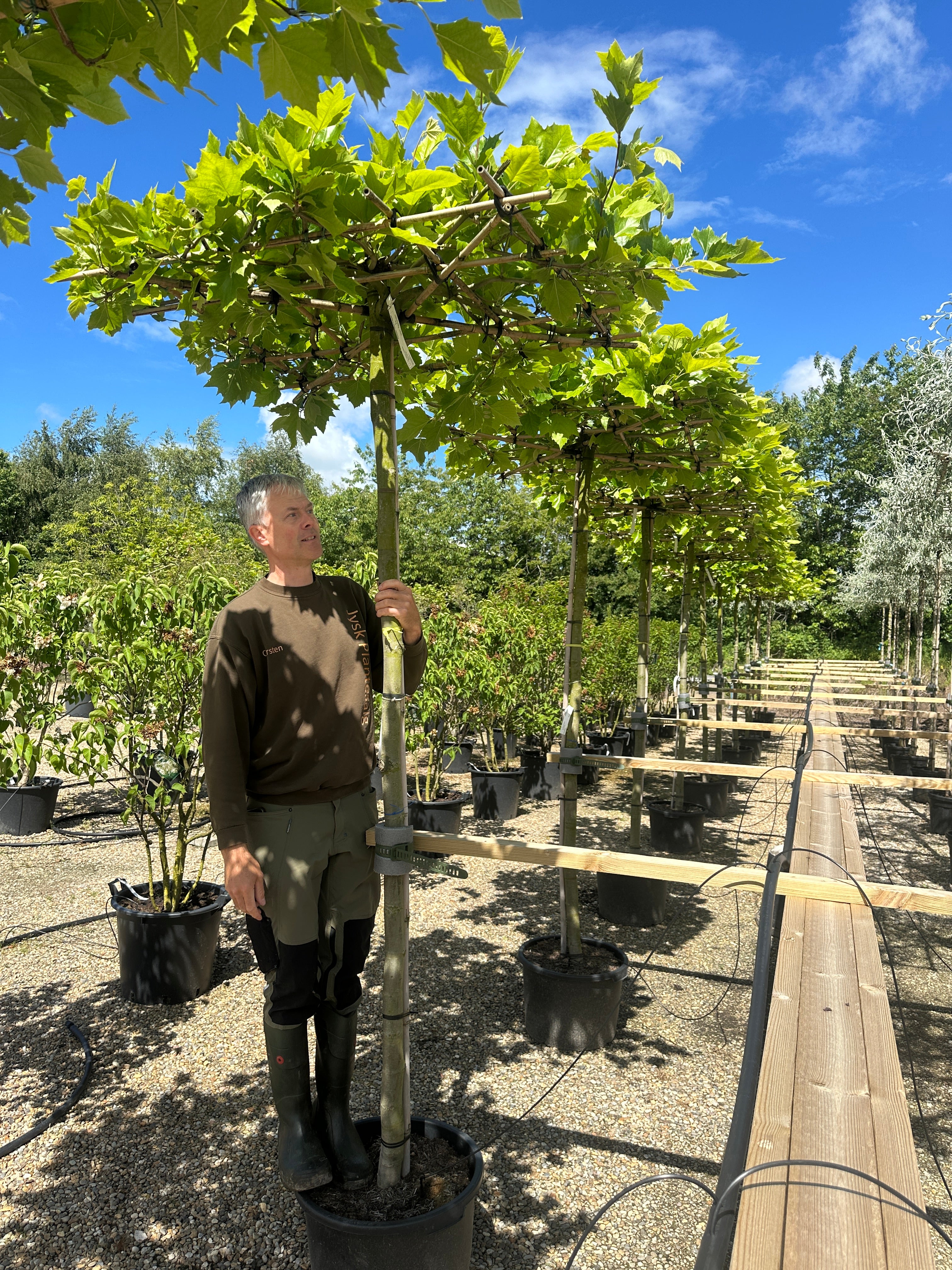 Tagklippet platan, Platanus hispanica, med en flad, vandret krone af store, fligede grønne blade og spættet bark.