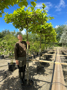 Tagklippet platan, Platanus hispanica, med en flad, vandret krone af store, fligede grønne blade og spættet bark.