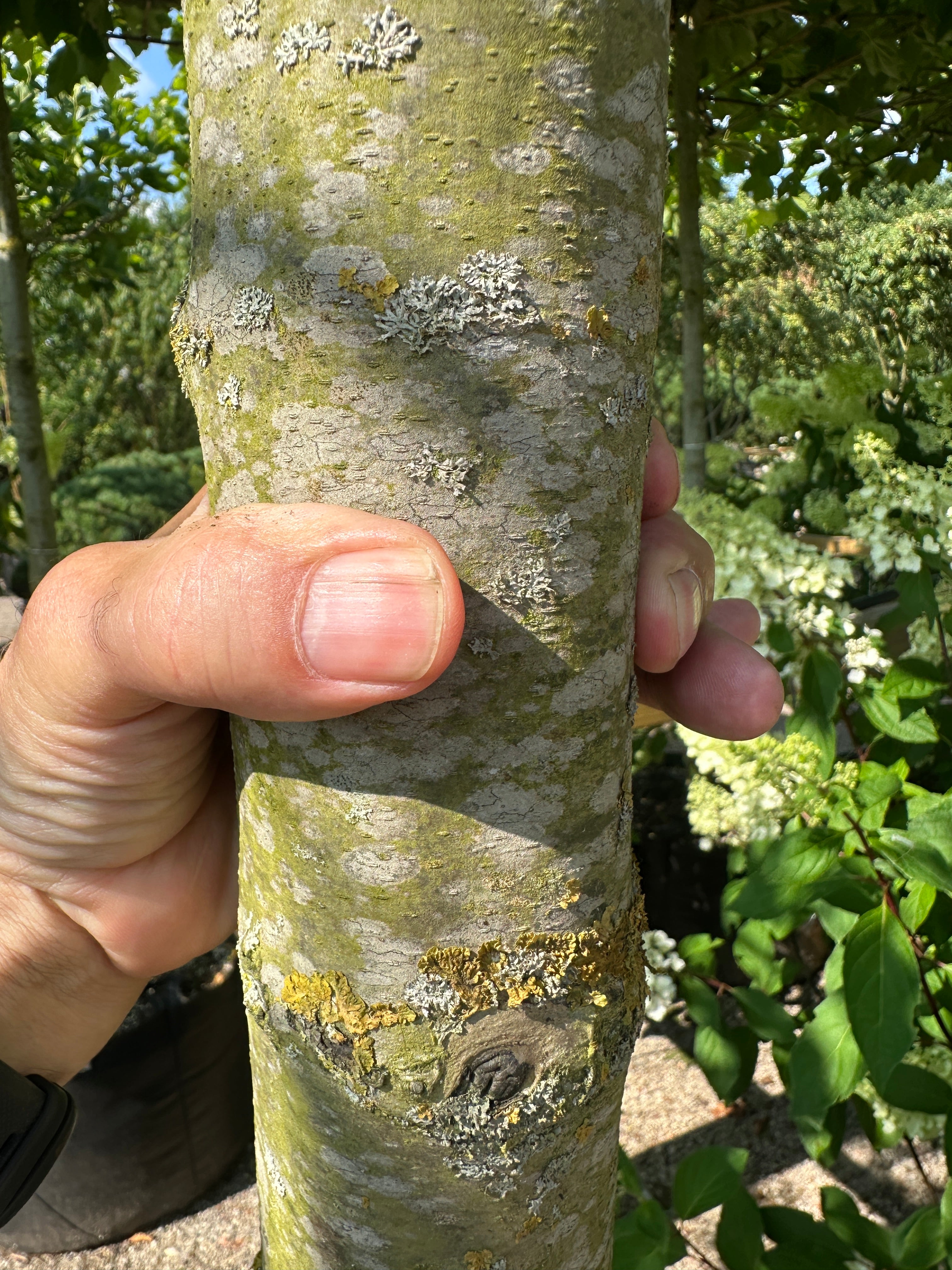 Afskallende, flerfarvede bark på stammen af en Platanus hispanica.