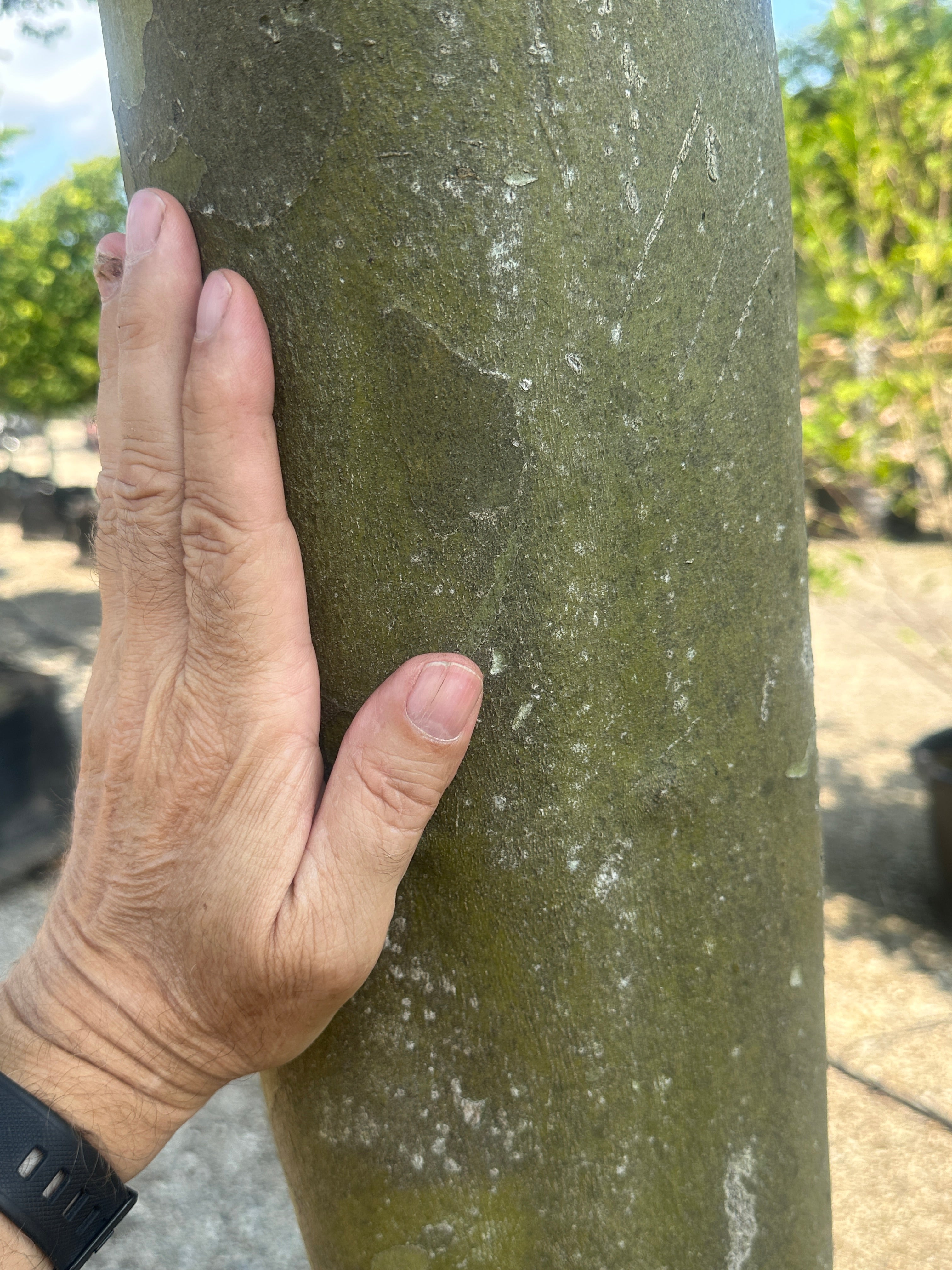 Stammen på en tagklippet platan - Platanus hispanica.