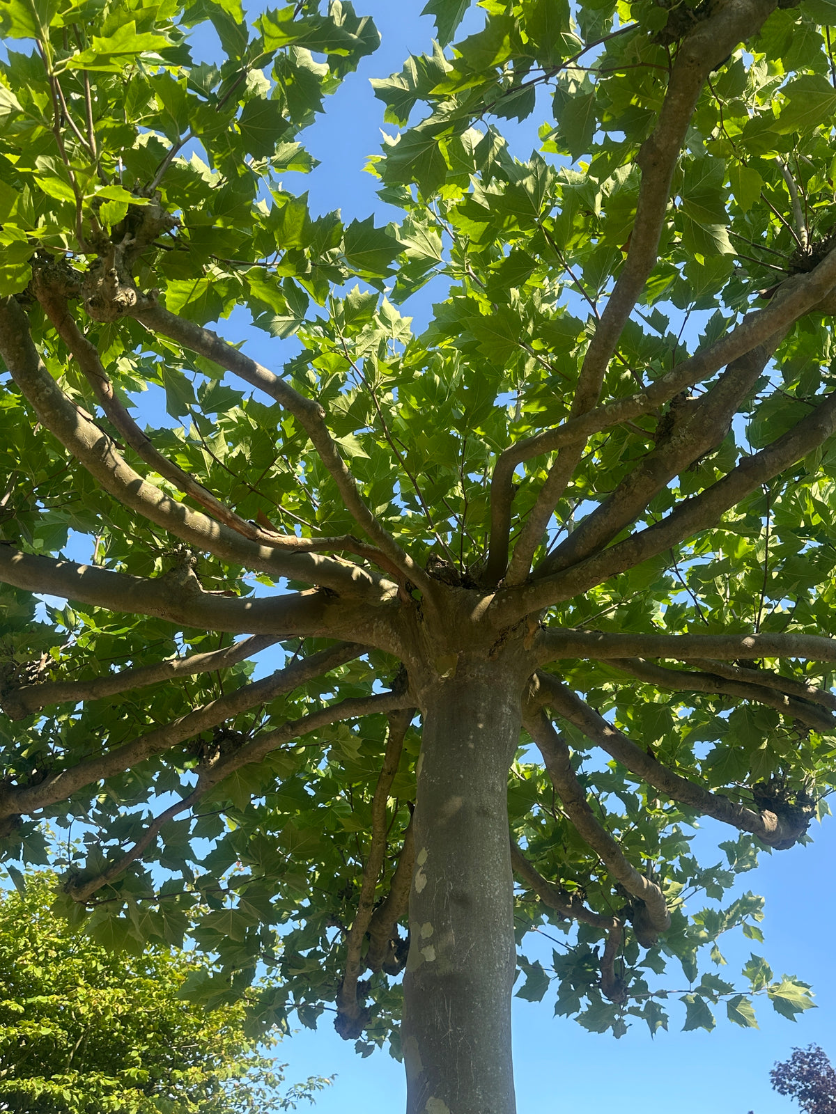 Kig nedefra og op under den flade krone på en tagklippet platan, med de kraftige grene og de store, håndfligede grønne blade.