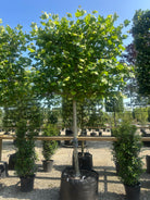 Svævende hæk af platanen Platanus hispanica 'Malburg' med store, tætte grønne blade på et fladt spalie.