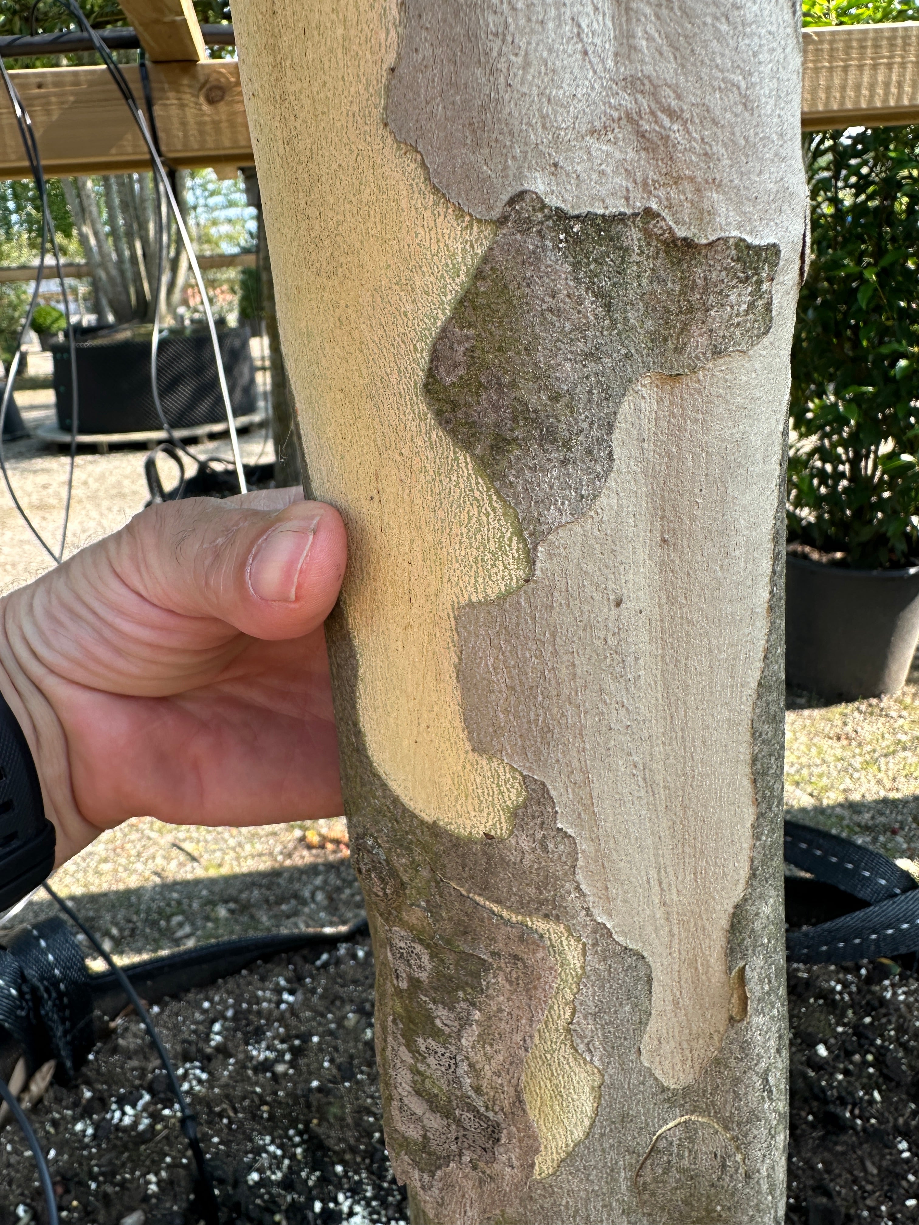 Stammen på en Platanus hispanica 'Malburg', hvor barken skaller af i flager og viser et flot camouflage-mønster i grå, grønne og gule nuancer.
