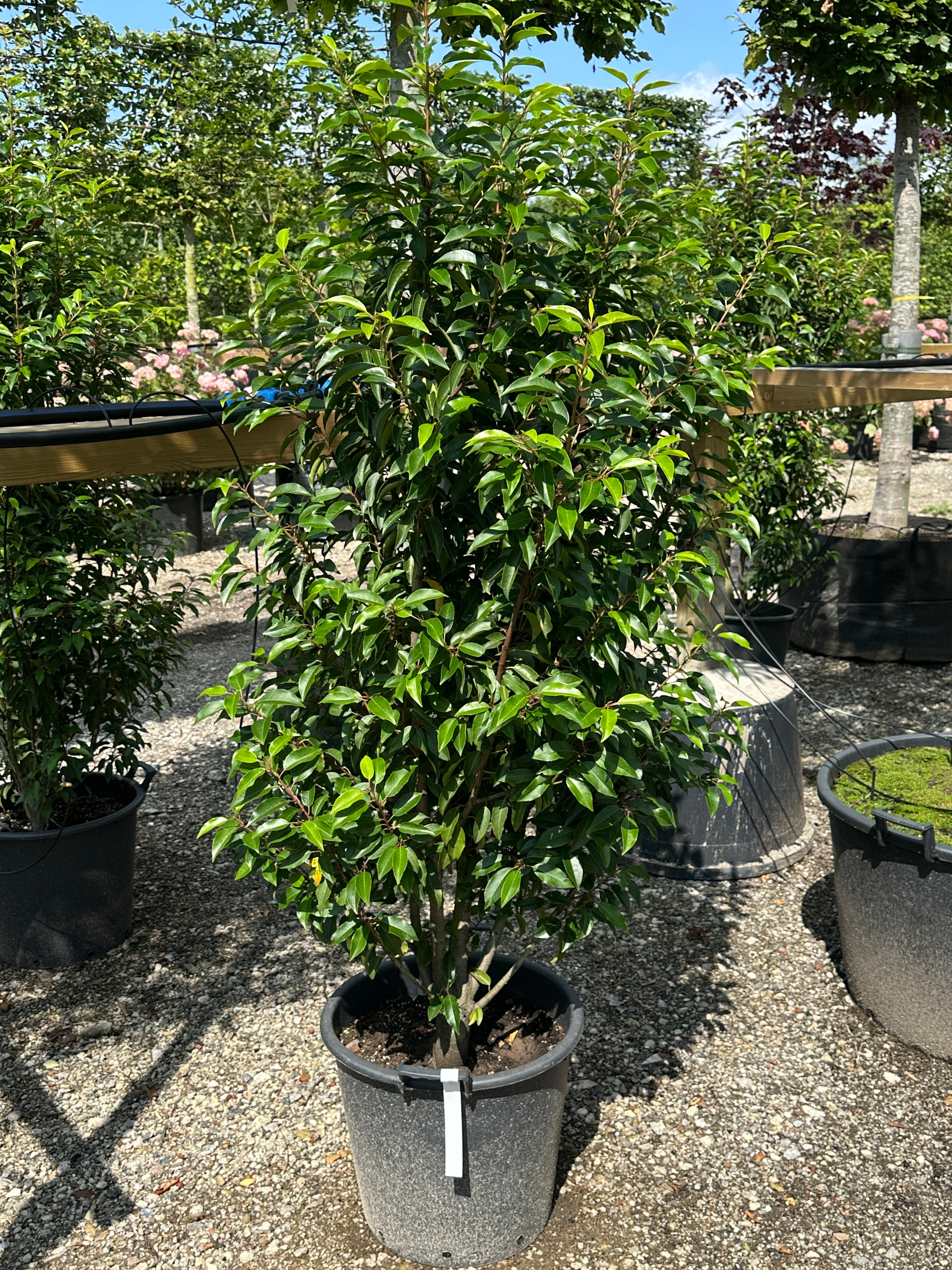 Søjleformet Portugisisk laurbær, som kan bruges både som hæk eller buske i haven, den er stedsegrøn. 