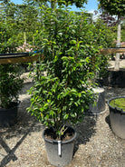 Søjleformet Portugisisk laurbær, som kan bruges både som hæk eller buske i haven, den er stedsegrøn. 