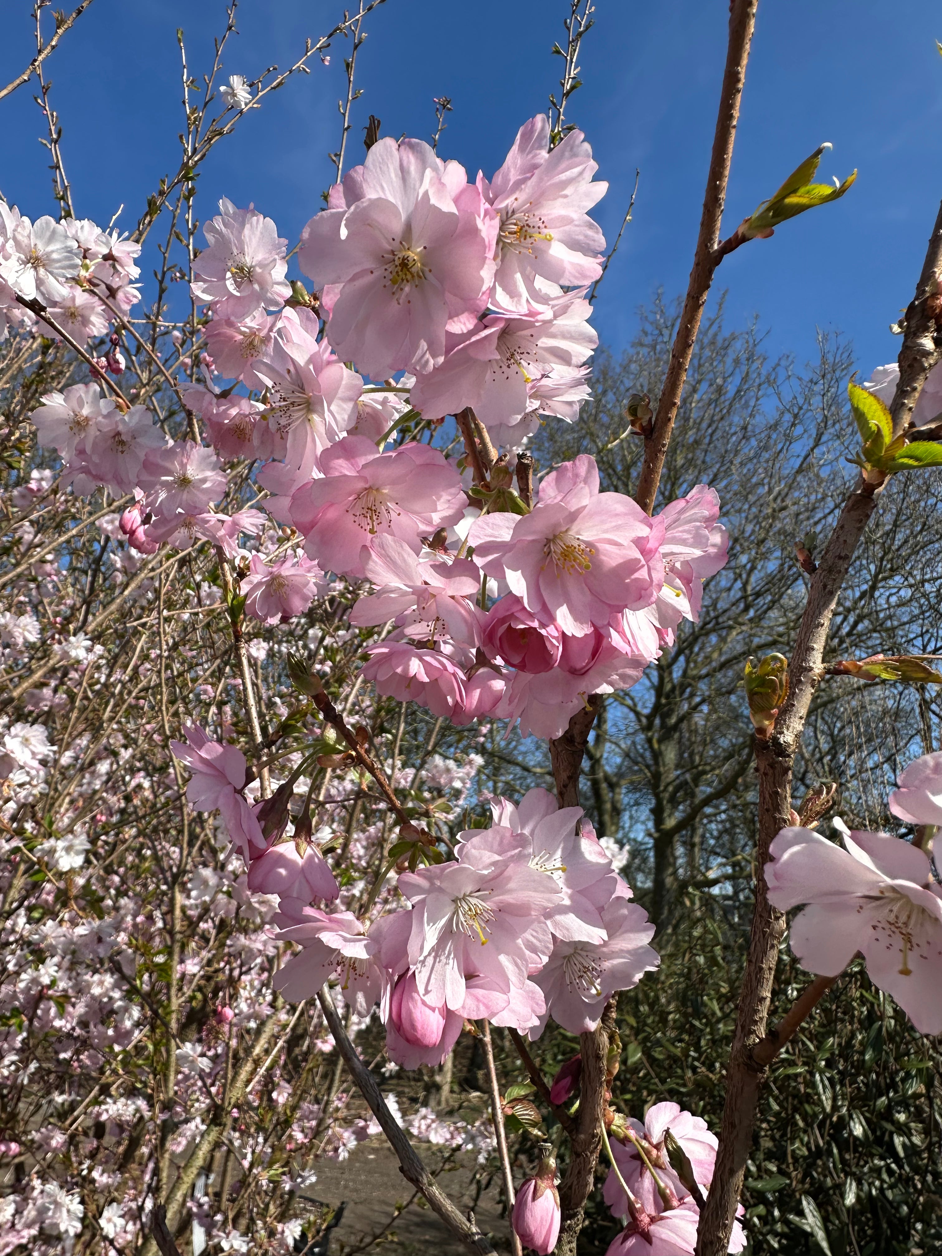 Sart lyserød forårsblomst på et Prunus Accolade kirsebærtræ.
