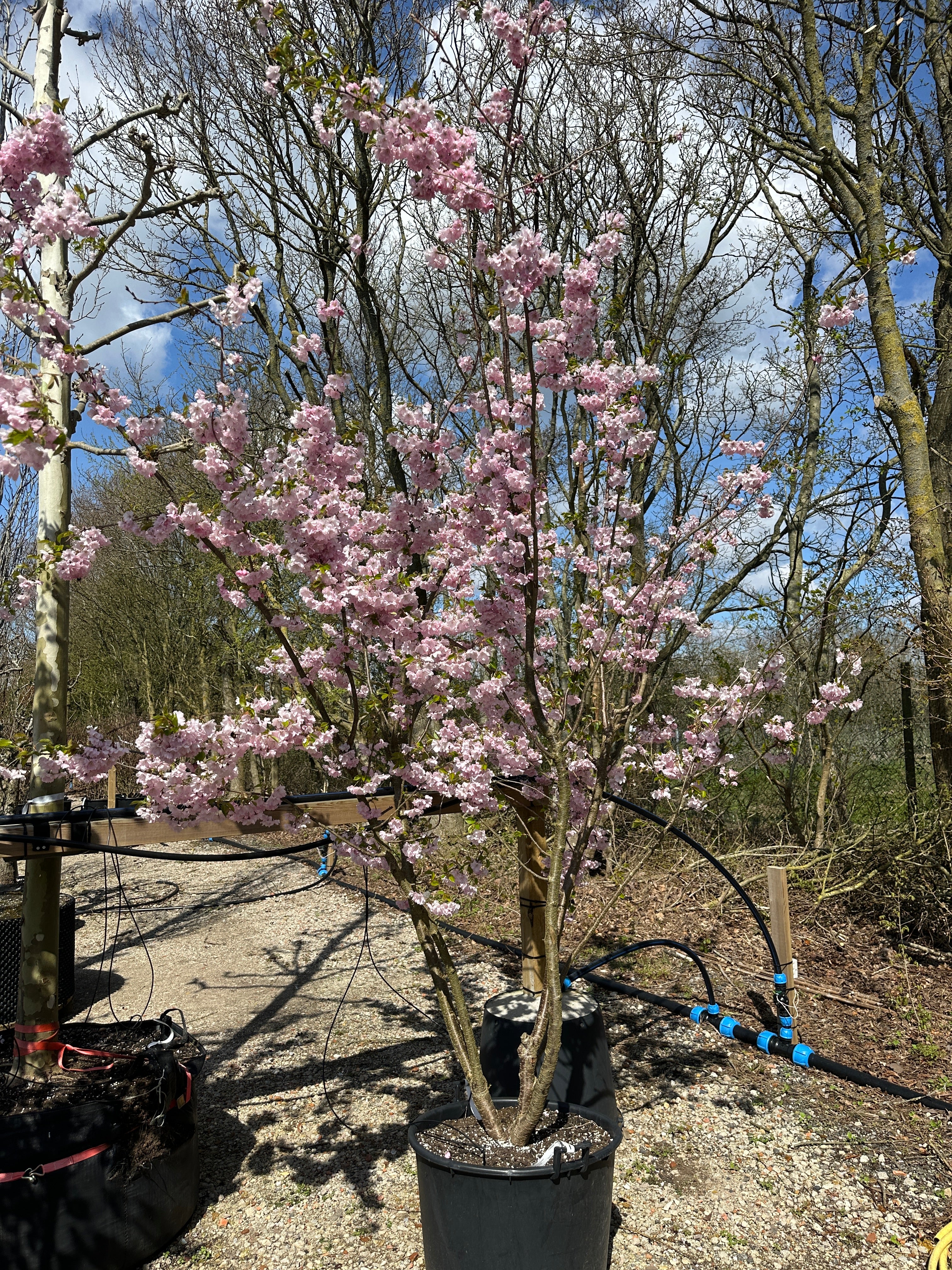 Prunus Accolade japansk kirsebærtræ i fuld, lyserød forårsblomstring.