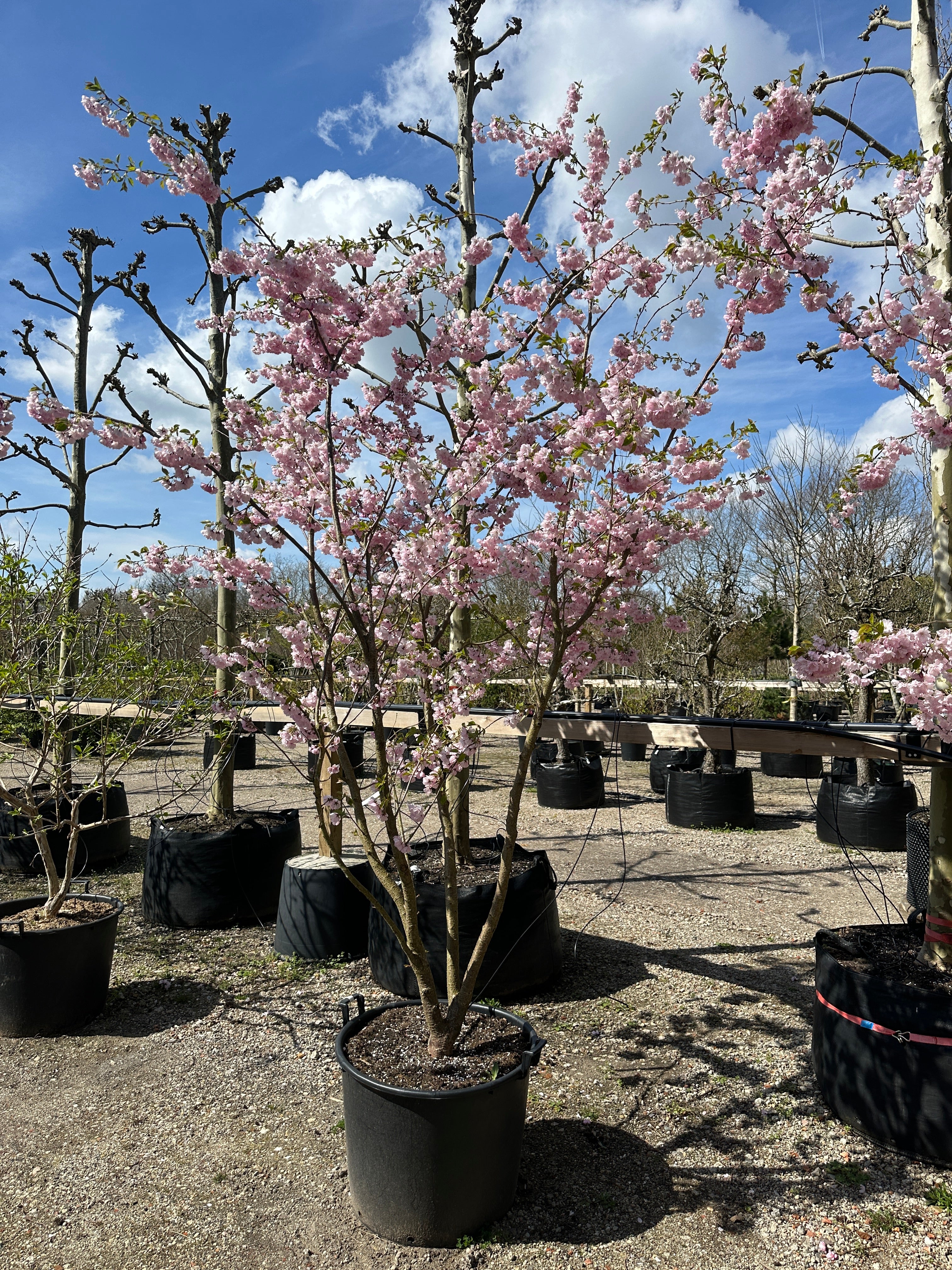 Prunus Accolade japansk kirsebærtræ i fuld, lyserød forårsblomstring.