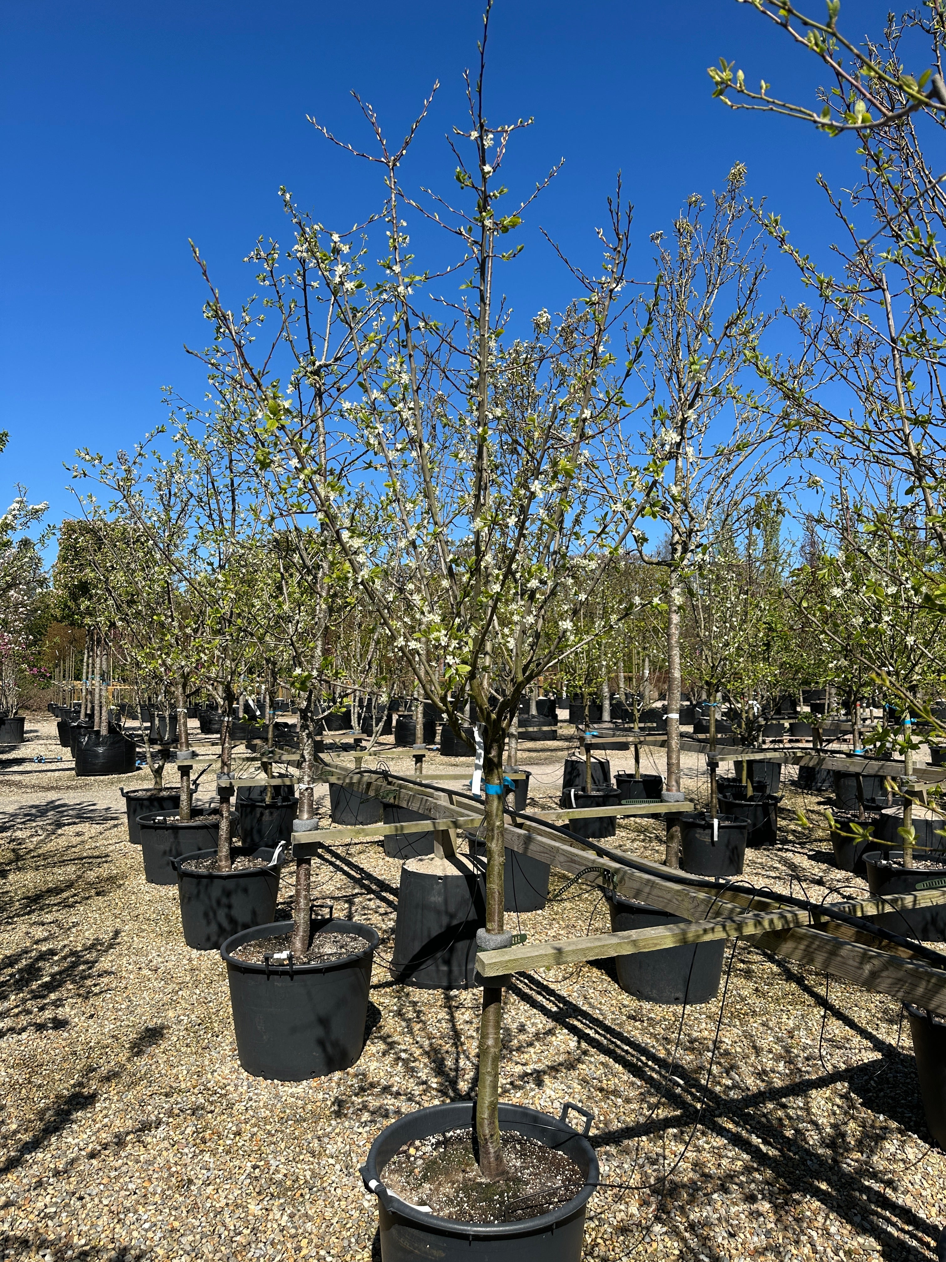 Halvstammet kirsebærtræ, Prunus avium Kordia, med en bred og harmonisk krone i tidlig blomst.