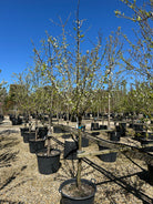 Halvstammet kirsebærtræ, Prunus avium Kordia, med en bred og harmonisk krone i tidlig blomst.