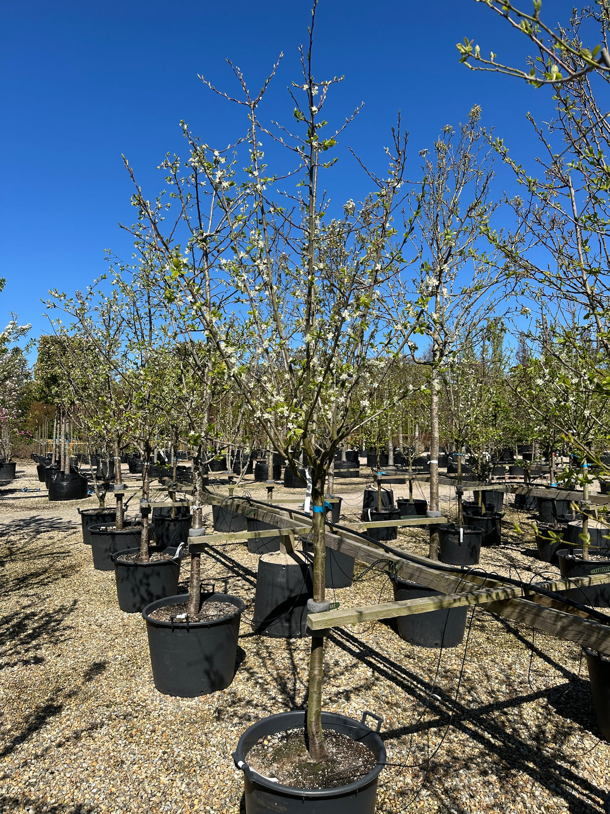 Halvstammet kirsebærtræ, Prunus avium Kordia, med en bred og harmonisk krone i tidlig blomst.