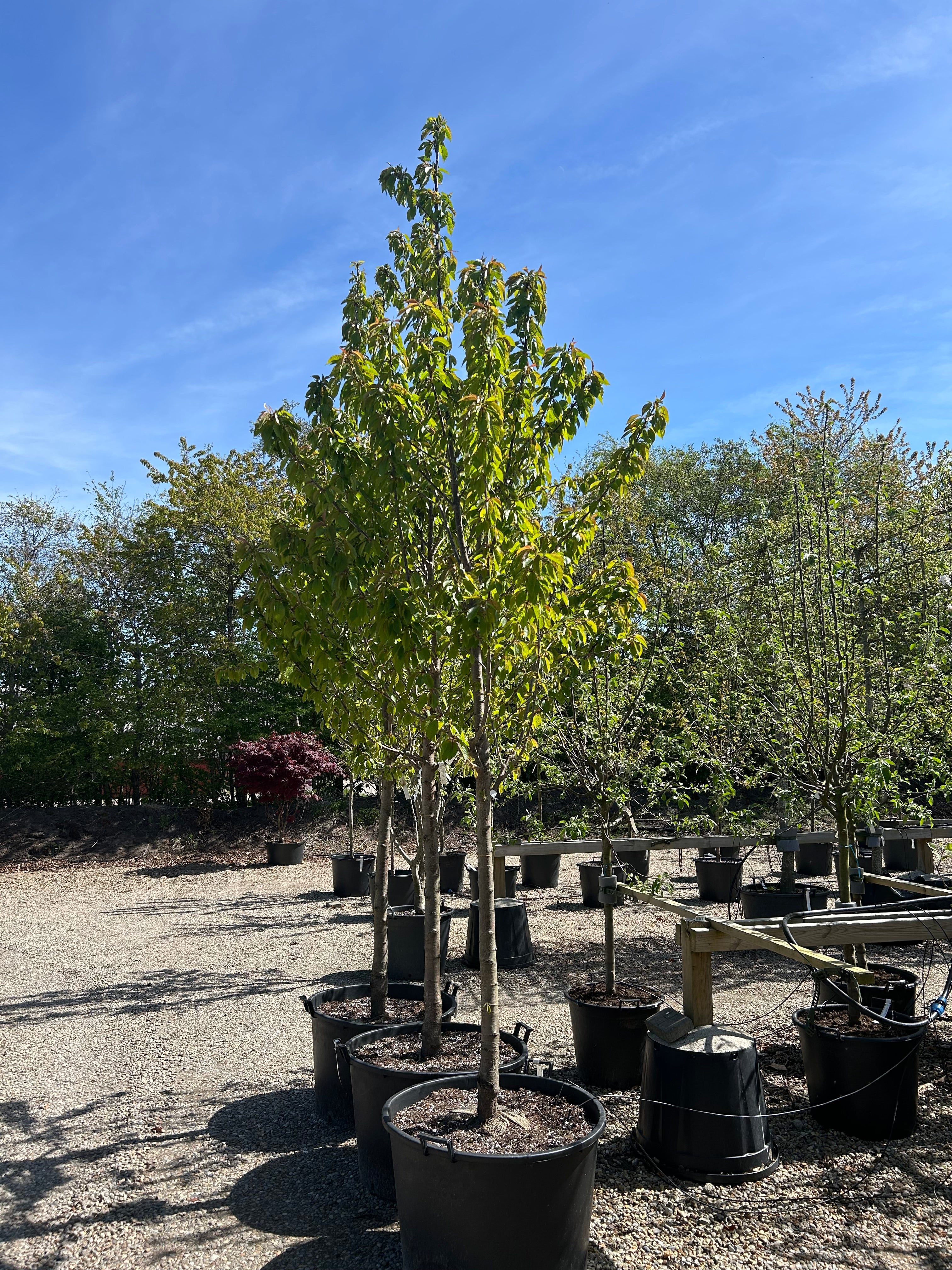 Højstammet Prunus avium 'Mierlose Zwarte' med en flot, rund krone af friske grønne blade.