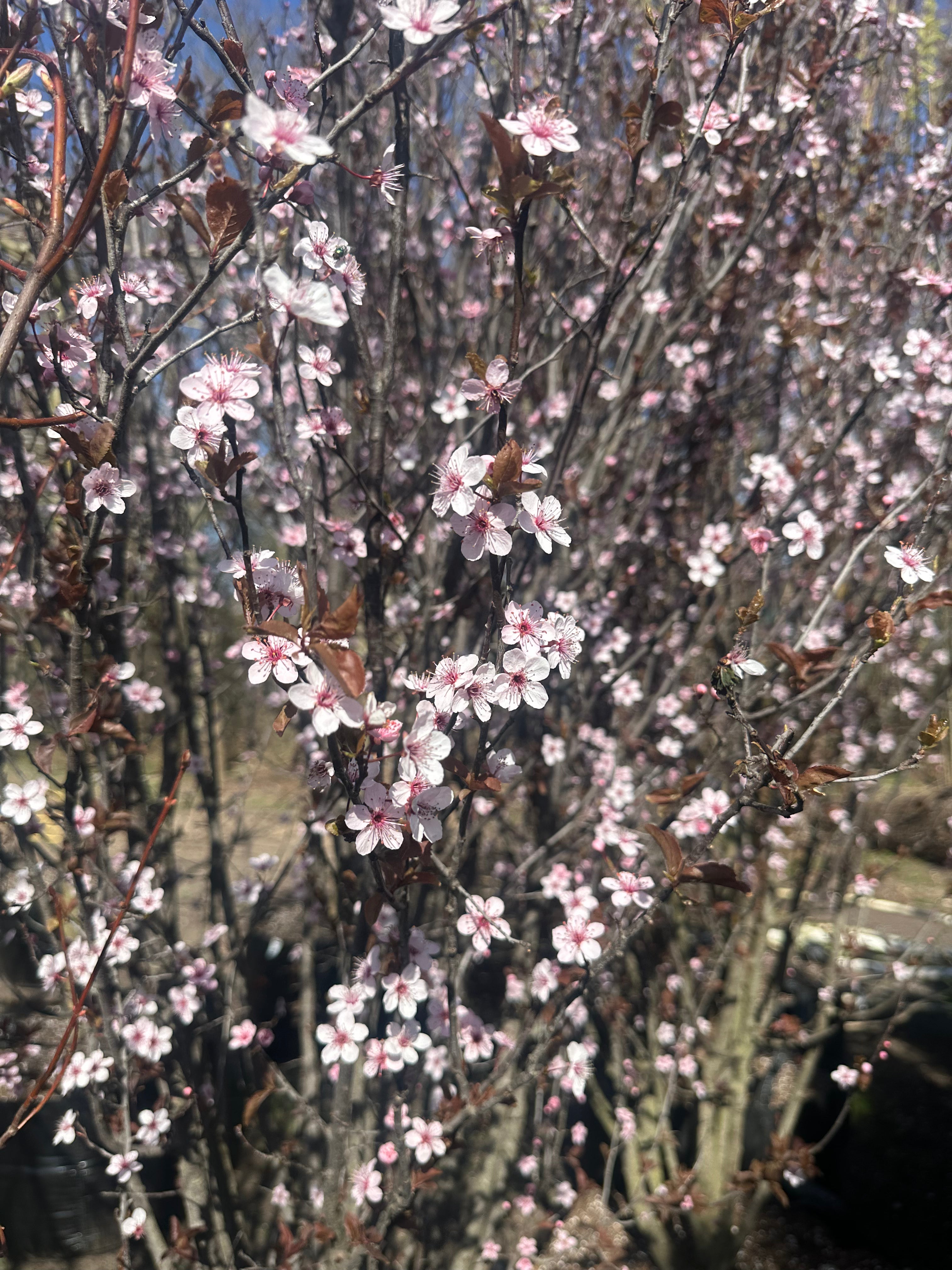 Lyserøde blomster i fuld forårsblomstring på de mørke grene af en opstammet Prunus cerasifera 'Nigra'.