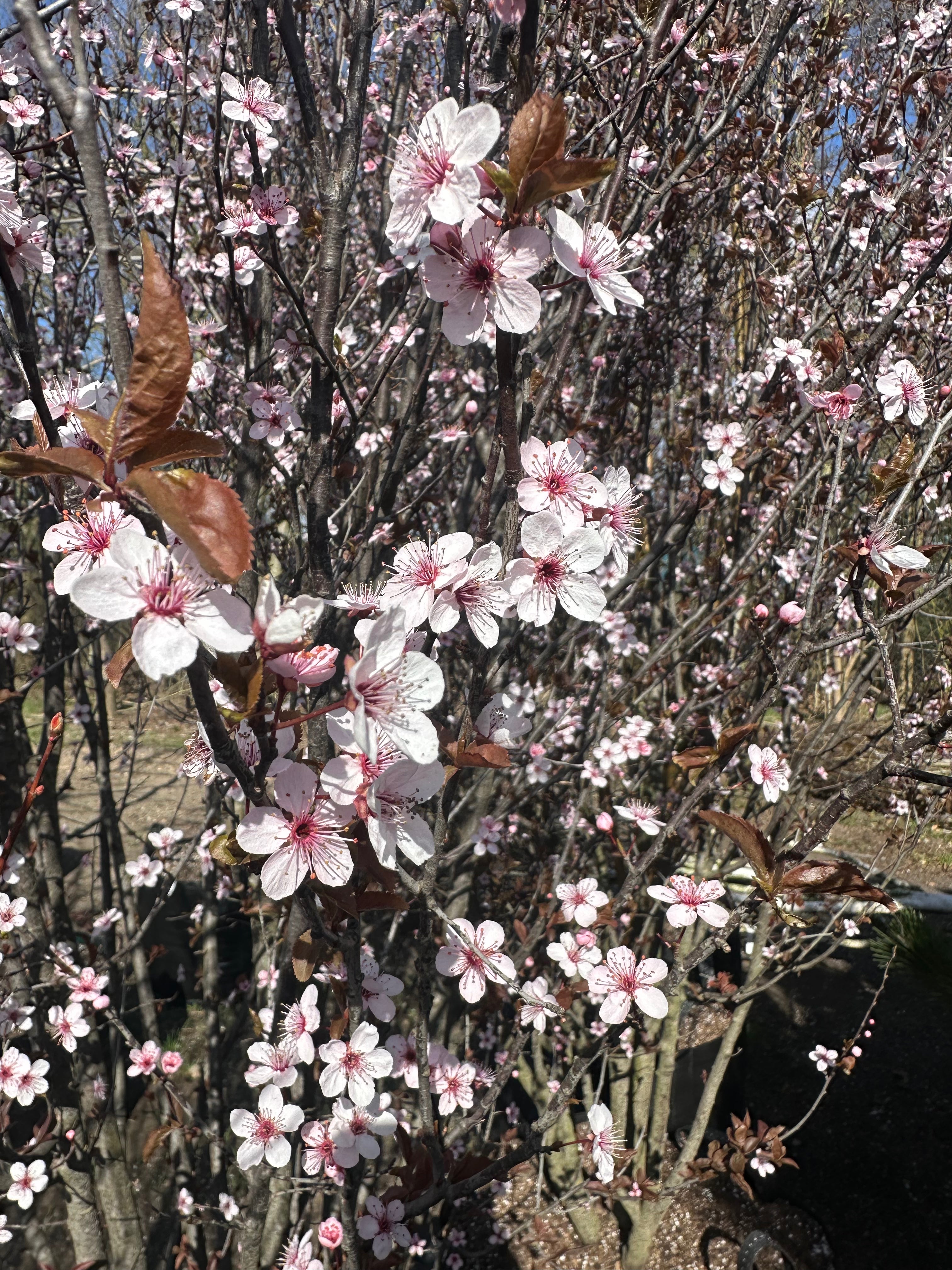 Fine, enkle og sarte lyserøde forårsblomster med mørkerøde støvdragere, der springer ud direkte på de mørke, næsten sorte grene af en Nigra blodblomme.