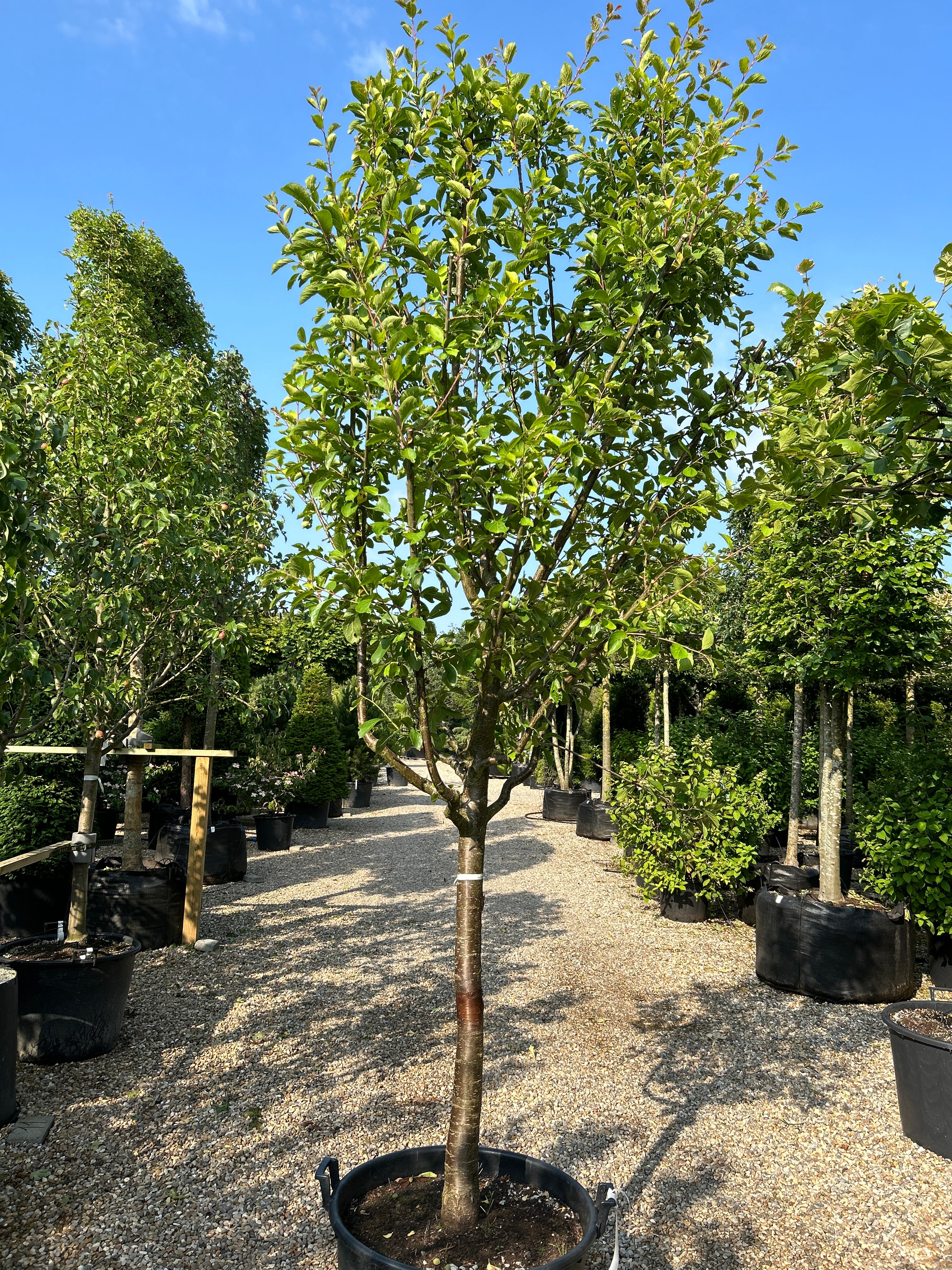 Halvstammet mirabellekirsebærtræ, Prunus domestica Mirabelle de Nancy.