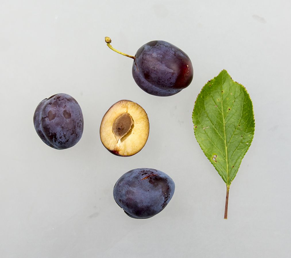 Store, saftige Opal-blommer med deres karakteristiske rødviolette og blålige farvenuancer.