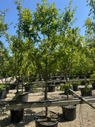 Et grønt blommetræ af typen Prunus domestica 'Quillins Reine Claude' med en bred krone.