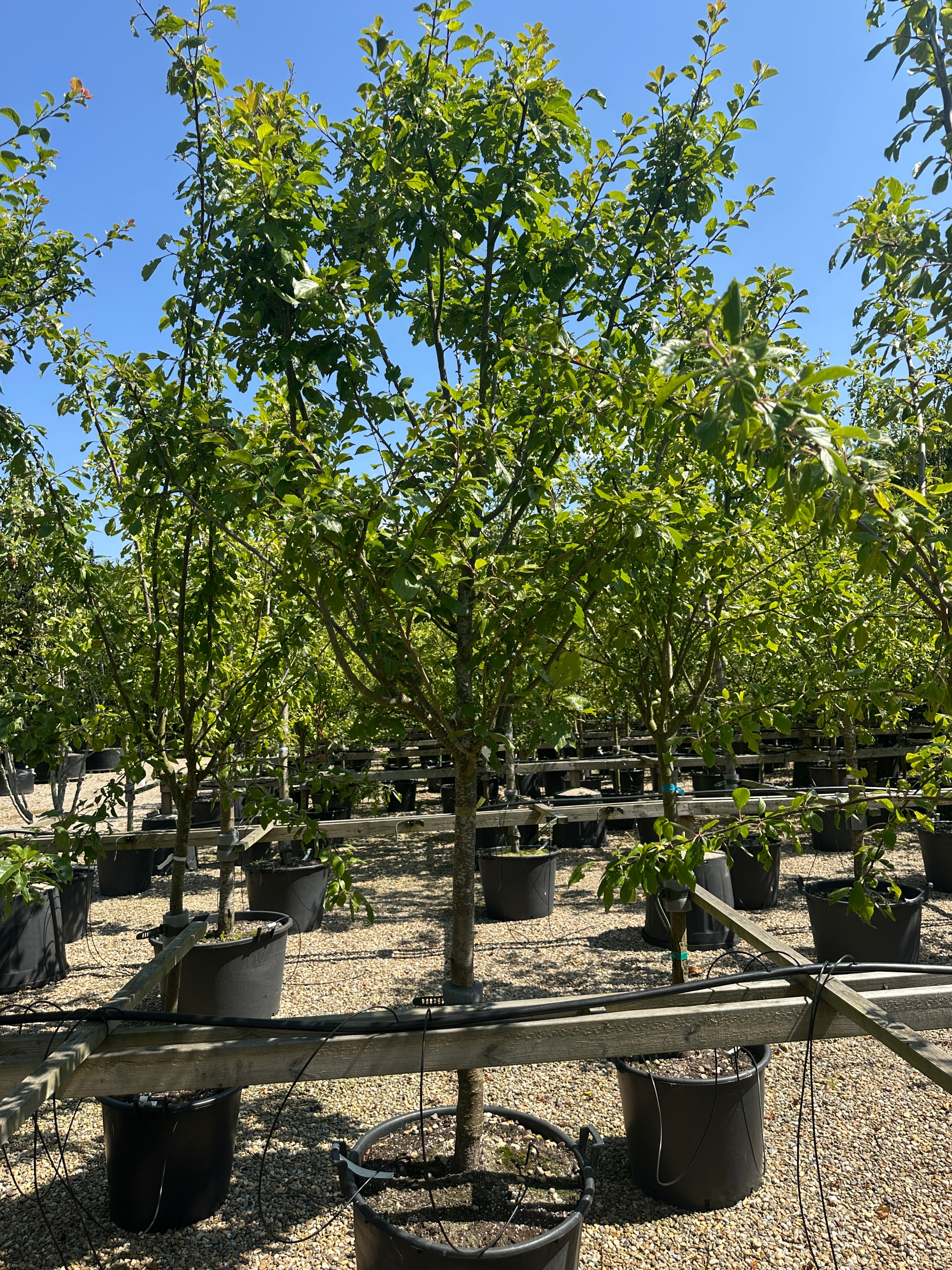 Et grønt blommetræ af typen Prunus domestica 'Quillins Reine Claude' med en bred krone.