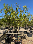 Halvstammet Prunus domestica Oullins Reneklode blommetræ med en velformet, rund krone og mørkegrønt løv.