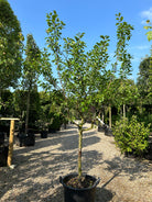 Halvstammet Reine Claude Verte blommetræ i sommerhaven med en glat, bar stamme og en tæt, harmonisk og afrundet krone af sunde, friskt grønne blade.