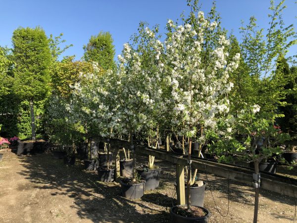 Halvstammet Victoria blommetræ med mørkegrønne blade og flor af hvide blomster.