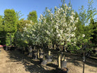 Halvstammet Victoria blommetræ med mørkegrønne blade og flor af hvide blomster.