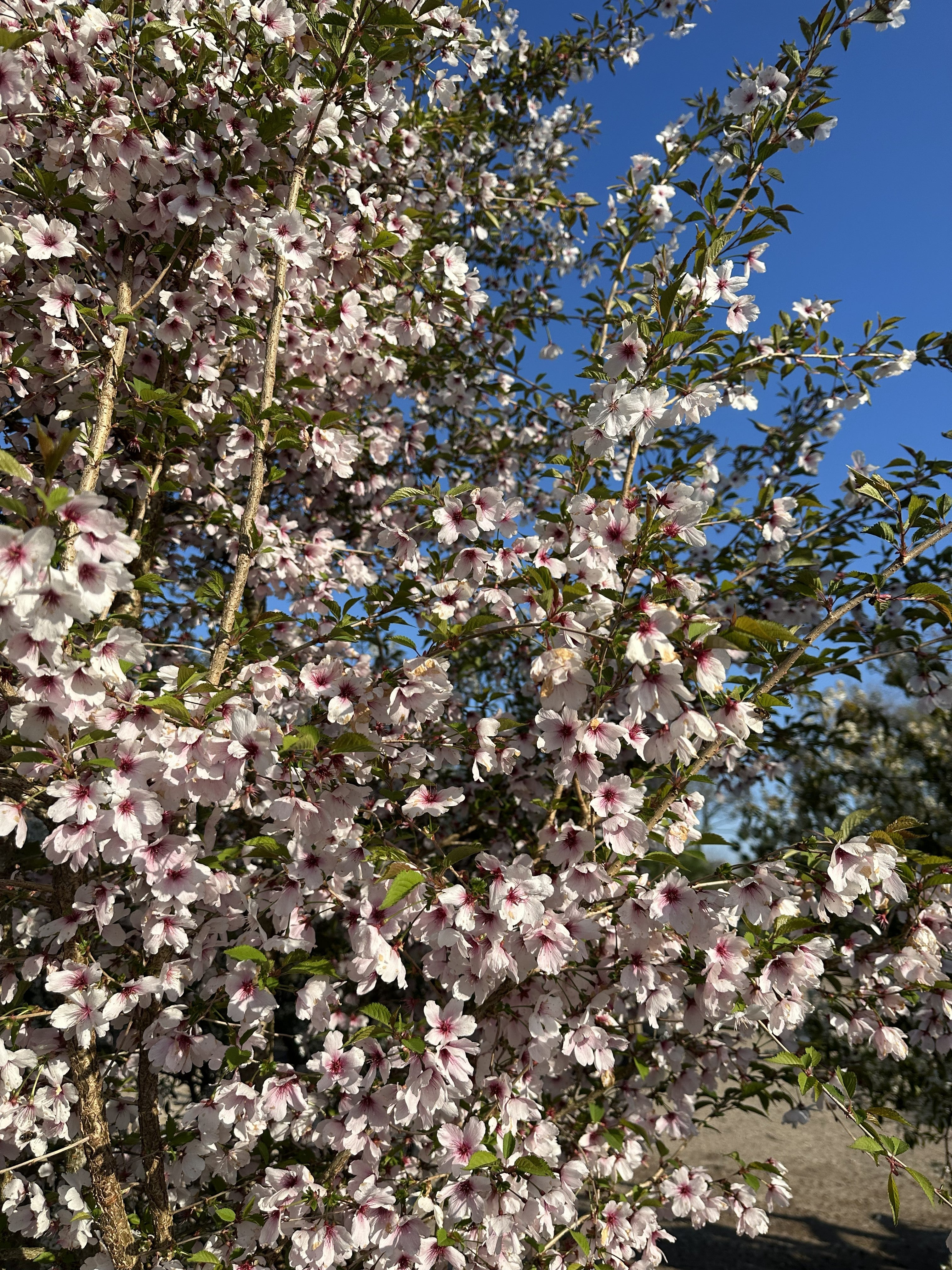 Nærbillede af fine rosa og lyserøde kirsebærblomster.