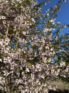 Nærbillede af fine rosa og lyserøde kirsebærblomster.